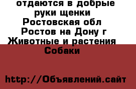 отдаются в добрые руки щенки - Ростовская обл., Ростов-на-Дону г. Животные и растения » Собаки   